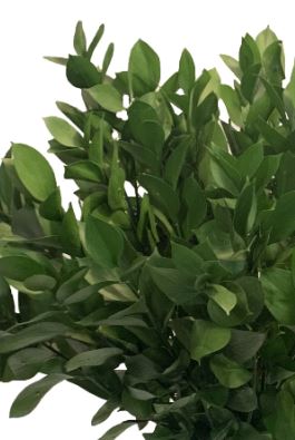 Ruscus Israeli Foliage By Case